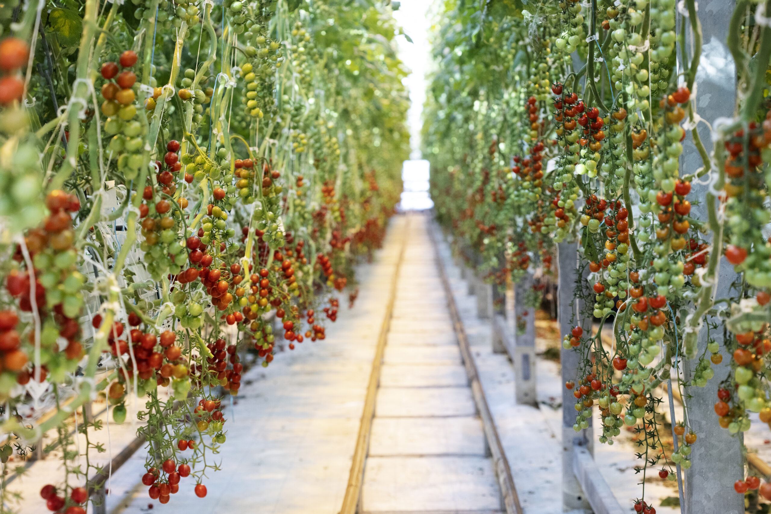Bushel Boy: Cutting-Edge Food Technology, Close to Home 